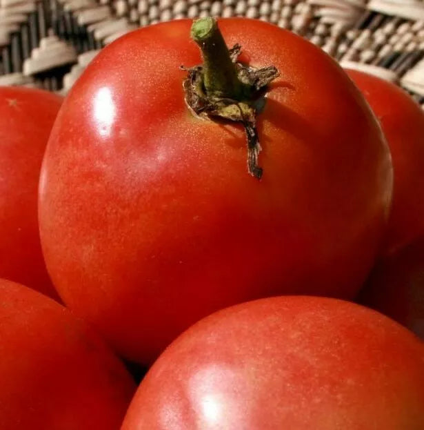 Homestead Tomato Seeds 100+ Count Organic Vegetable Garden Salad Sauce Solanum lycopersicum