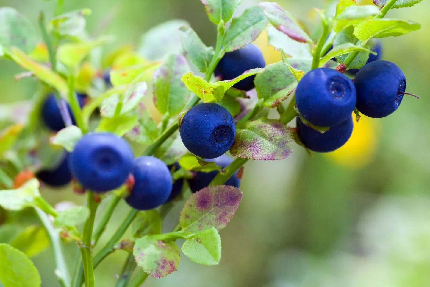 Bilberry Seeds - 30 Seeds - Dwarf Vaccinium myrtillus Berry-Producing Shrub for Containers & Gardens