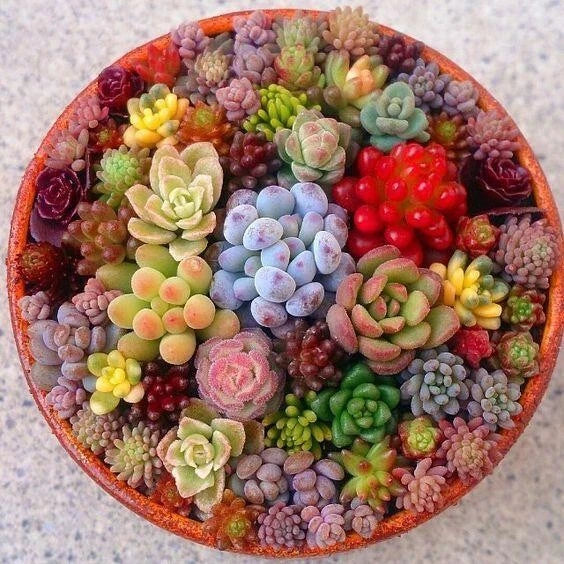 Mixed Succulent Seeds Pack - 100 Assorted Varieties for Indoor and Outdoor Gardening, Easy to Grow, Non-GMO