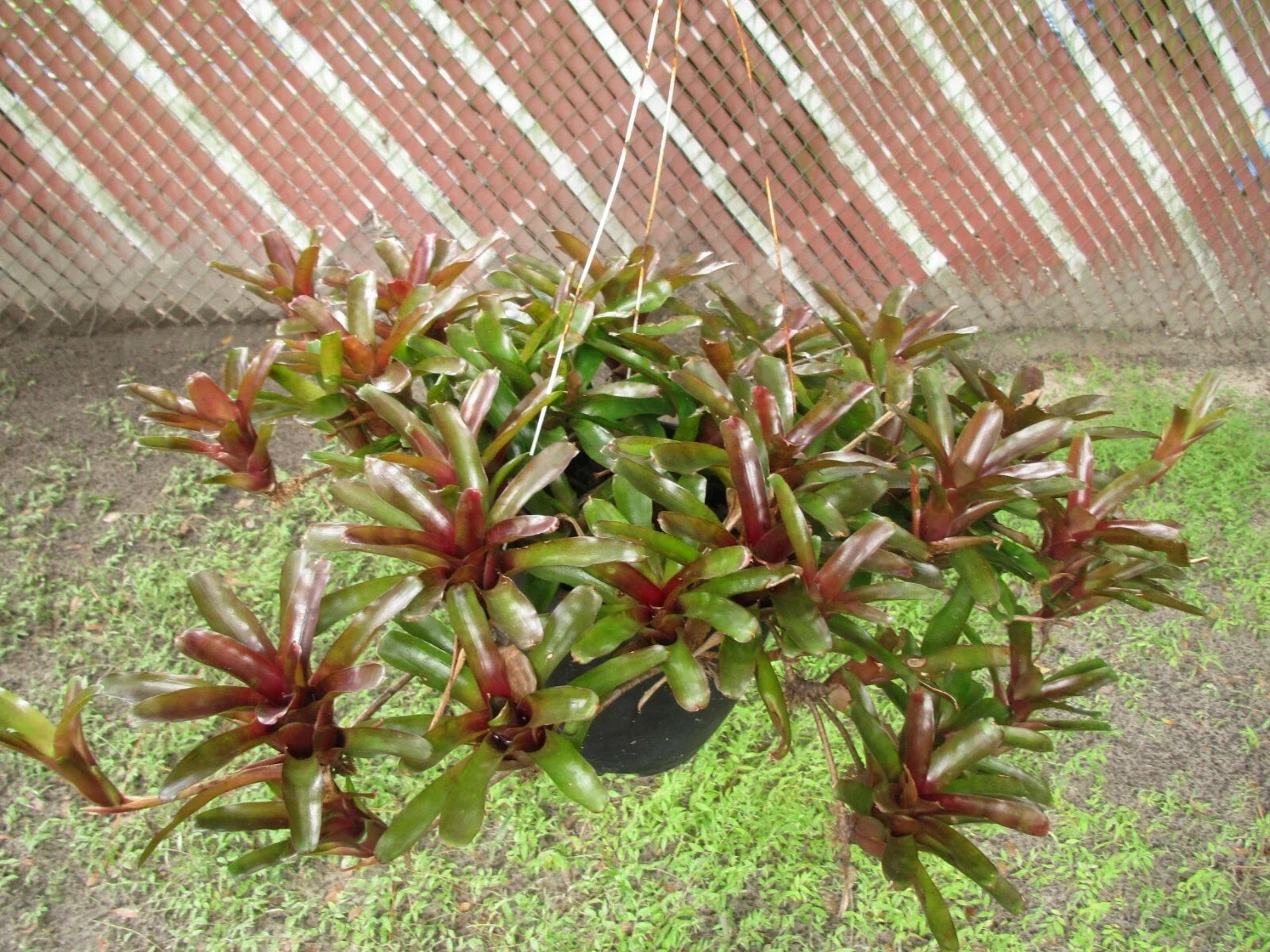 Branching Neoregelia Bromeliad Pack of 3 – Green and Dark Red Indoor Tropical Plant Neoregelia spp.
