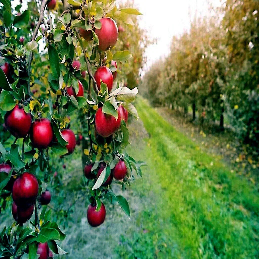 Paradise Apple Tree Seeds - Red Delicious Malus p. - Hardy Garden Fruit Plant