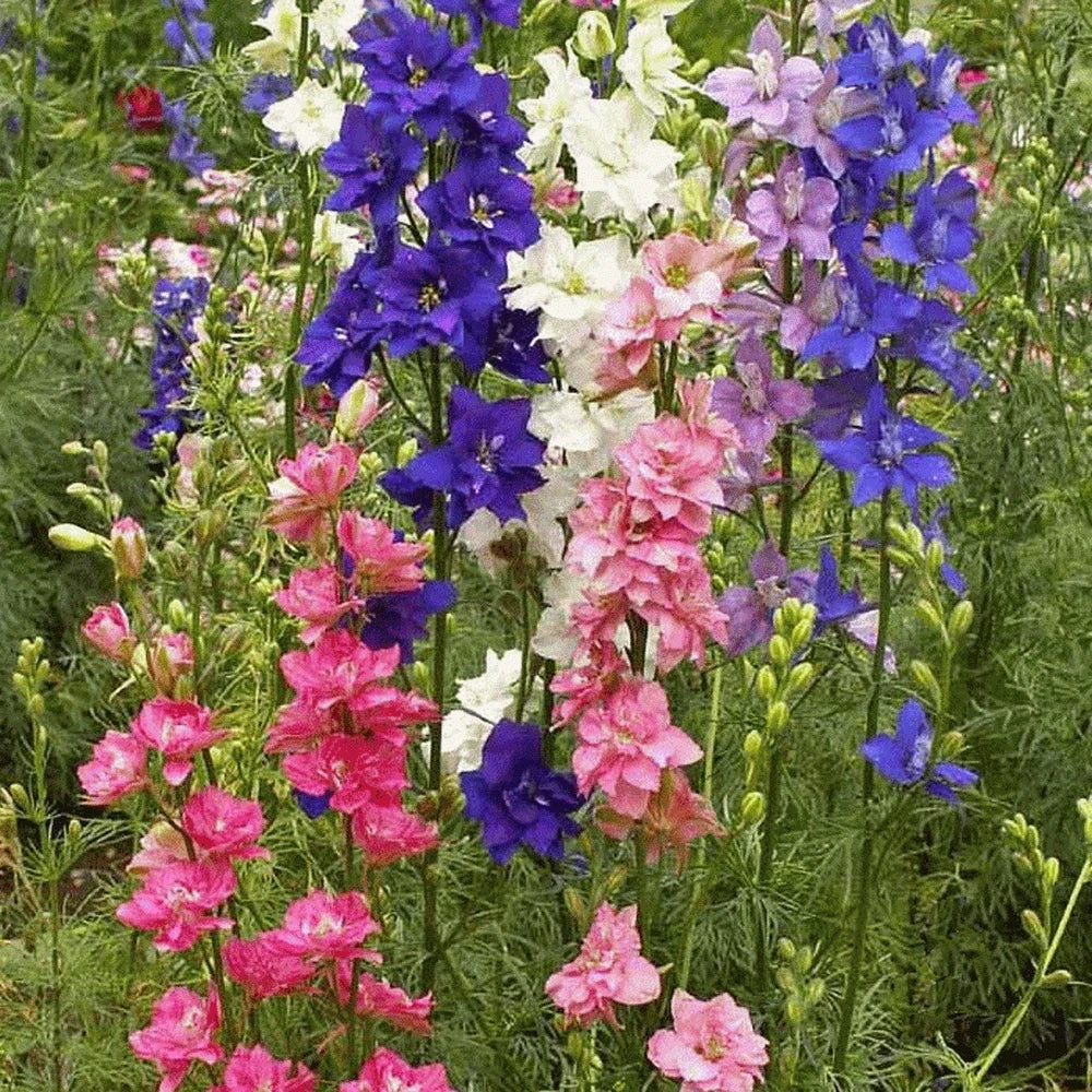Larkspur Seeds 200 Count – Annual Flower Seeds for Garden, Colorful Blooms, Delphinium ajacis