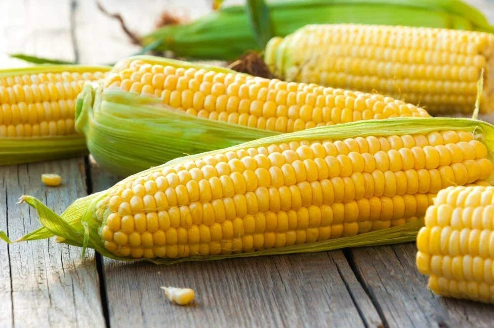 Yellow Sweet Corn Seeds 100 Count Hybrid "Incredible Corn" Zea mays for Planting, Sweet, Juicy, Full Sun, High Yield