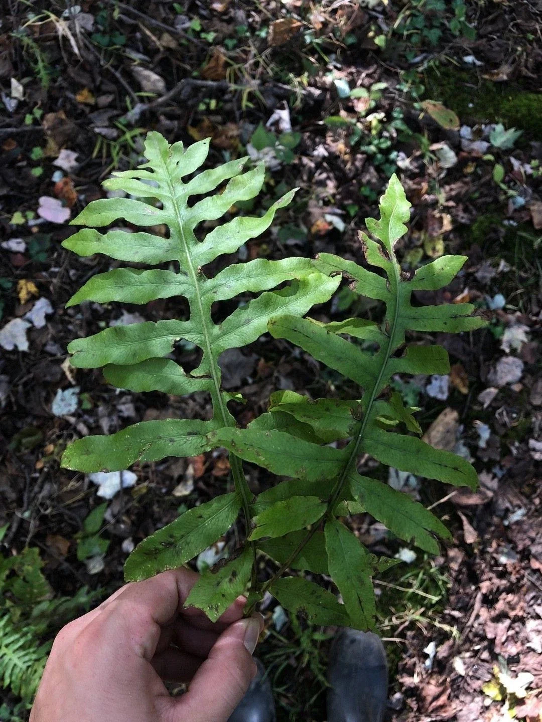 Netted Chain Fern Live Bundle 5-Pack | Woodwardia areolata | Native Shade Ferns for Moist, Acidic Soil