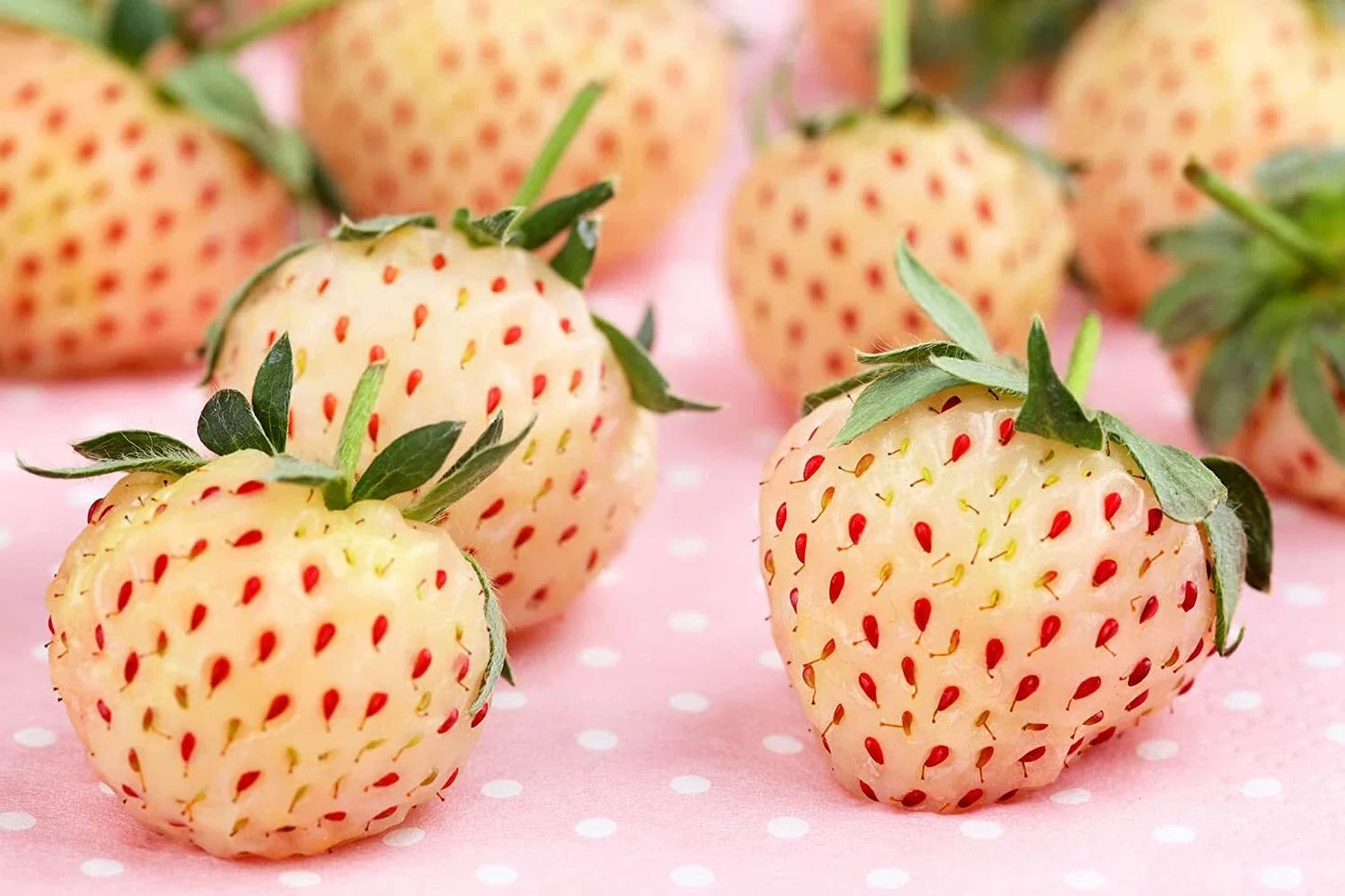 White Strawberry Seeds – Pineberry Variety, Non-GMO, 500 Seeds, Fragaria × ananassa, Garden, Container, Iowa