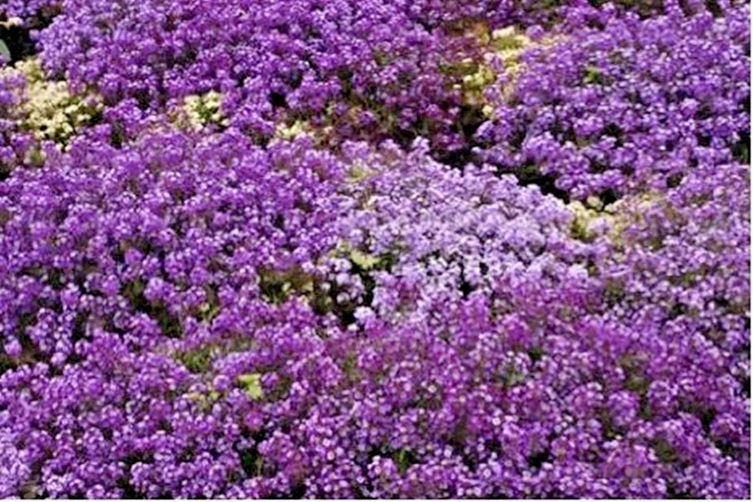 Royal Carpet Sweet Alyssum Seeds - 1000+ Drought Tolerant Groundcover Lobularia maritima for Baskets & Borders