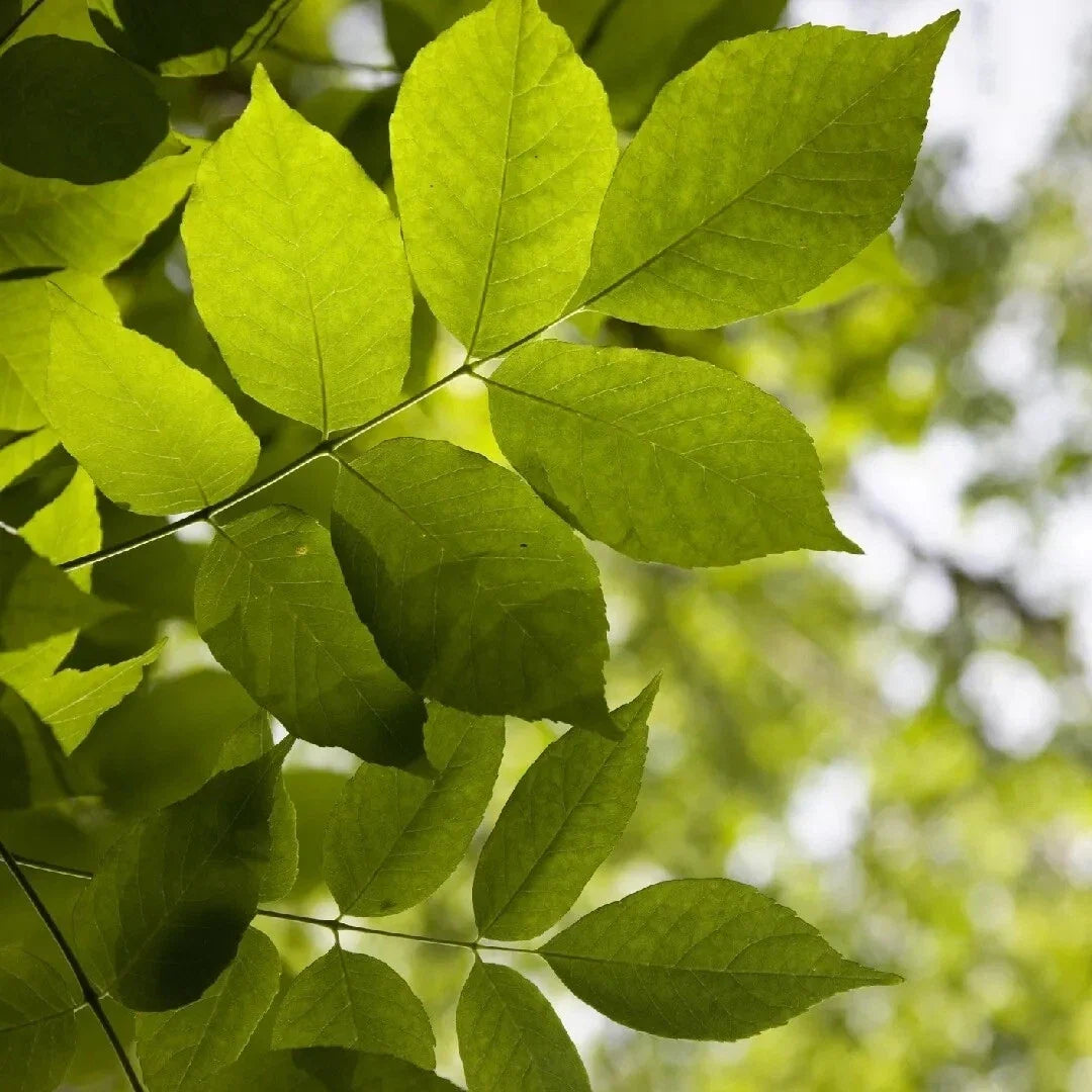 White Ash Tree Seeds - 20 Count, Fraxinus americana, Native Deciduous Tree for Planting, Shade & Landscaping