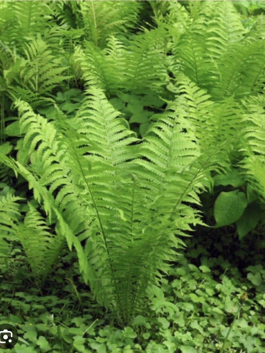 Ostrich Fern Roots - 3 Bare Root Perennials for Shade Gardens - Matteuccia struthiopteris