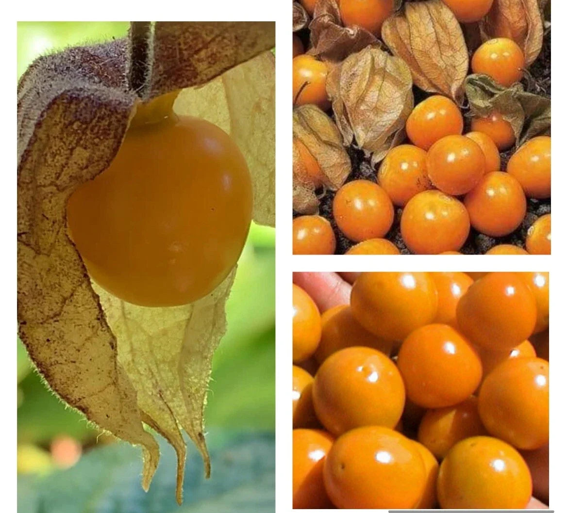 Hawaiian Giant Poha Berry Seeds – Physalis Peruviana, 100+ Non-GMO Seeds for Home Garden, Container, or Raised Bed Cultivation
