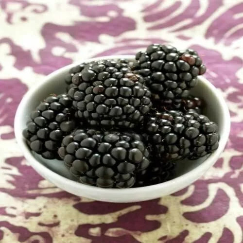 Kiowa Blackberry Plant - Live Rubus fruticosus in 3-Inch Pot for Garden or Container
