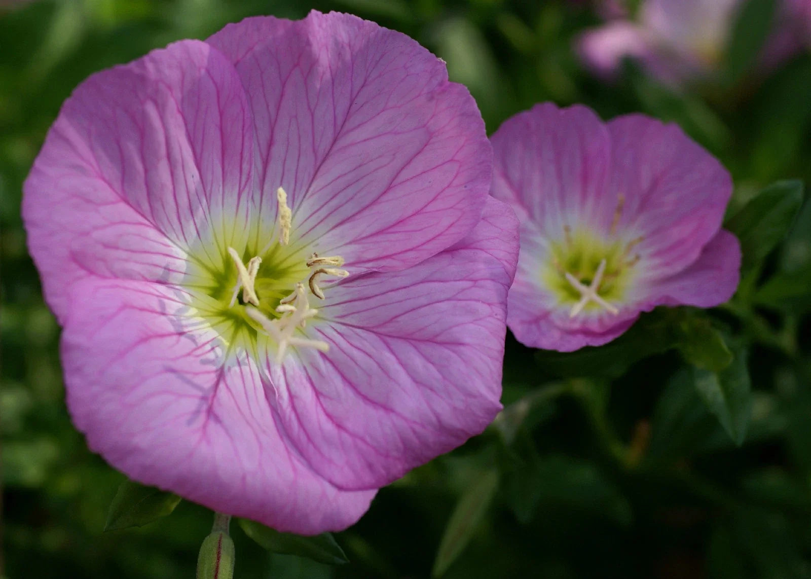 Primrose Seeds - 675 Count - Evening Showy Pink - Primula obconica - Perennial Flower for Gardens & Containers