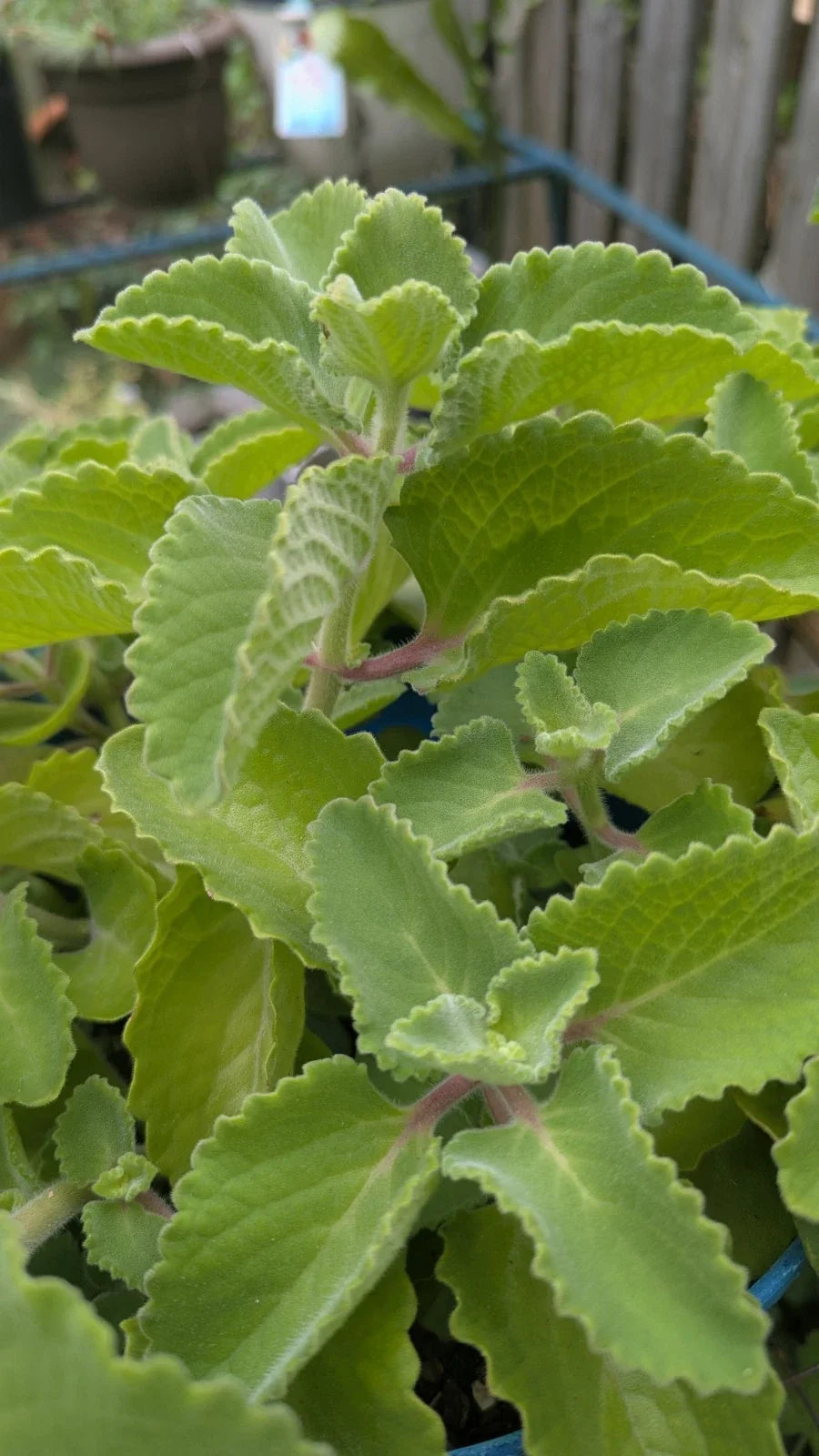 Cuban Oregano Cuttings - 3 Unrooted Plectranthus Amboinicus Herb for Cooking & Propagation