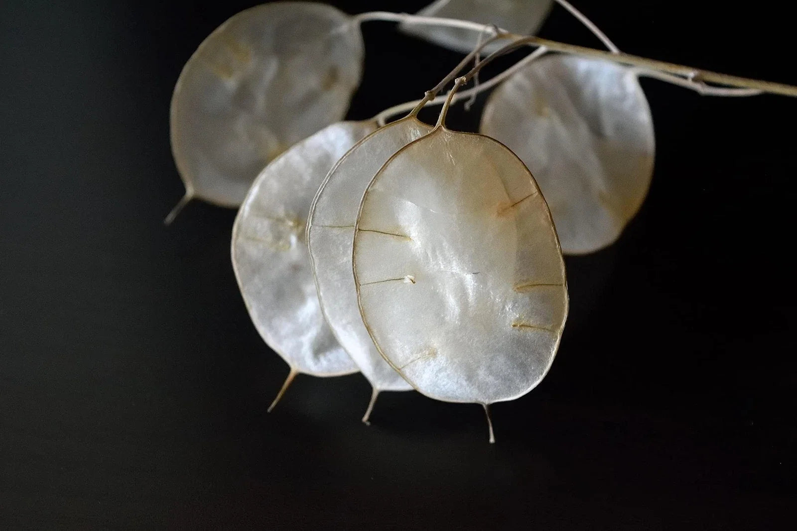 White Money Plant Seeds - Lunaria Biennis Honesty Perennial Herb for Garden, 30 Seeds