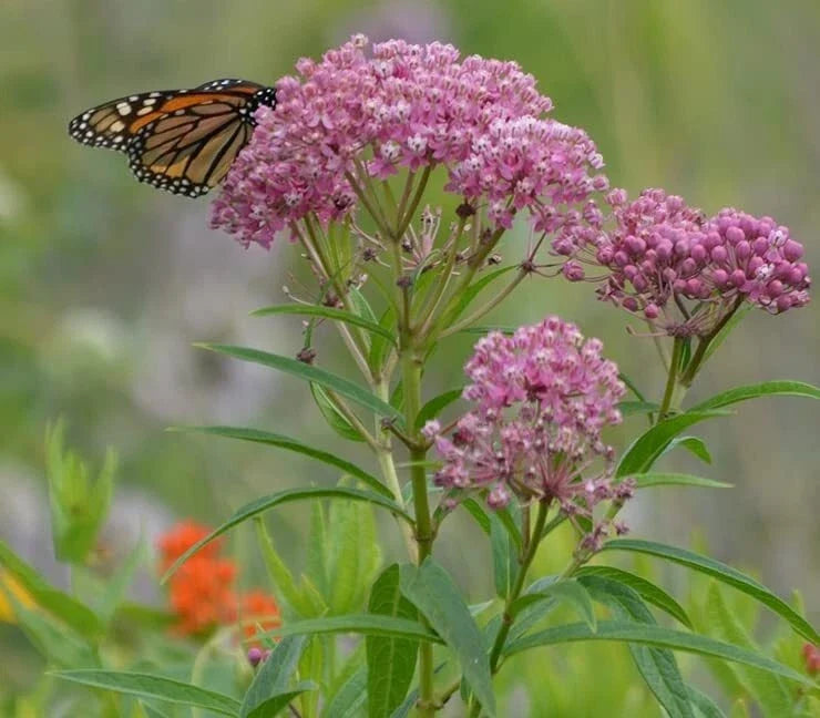Rose Milkweed Seeds 50 Pack - Asclepias incarnata Perennial Butterfly Garden Pollinator Plant