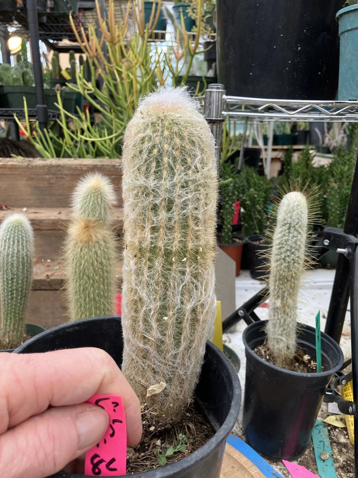 Espostoa lanata Old Man of the Mountain Cactus Potted Plant - Woolly, Drought-Tolerant Succulent