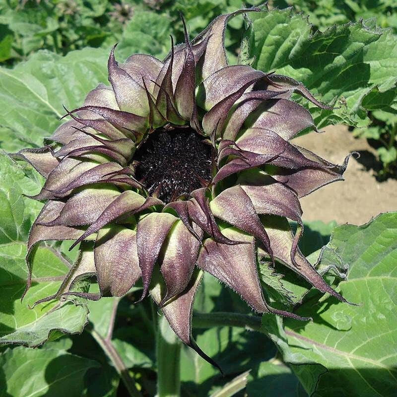 Sunflower Seeds - Purple Variety - Helianthus annuus - Garden, Cut Flower, Non-GMO