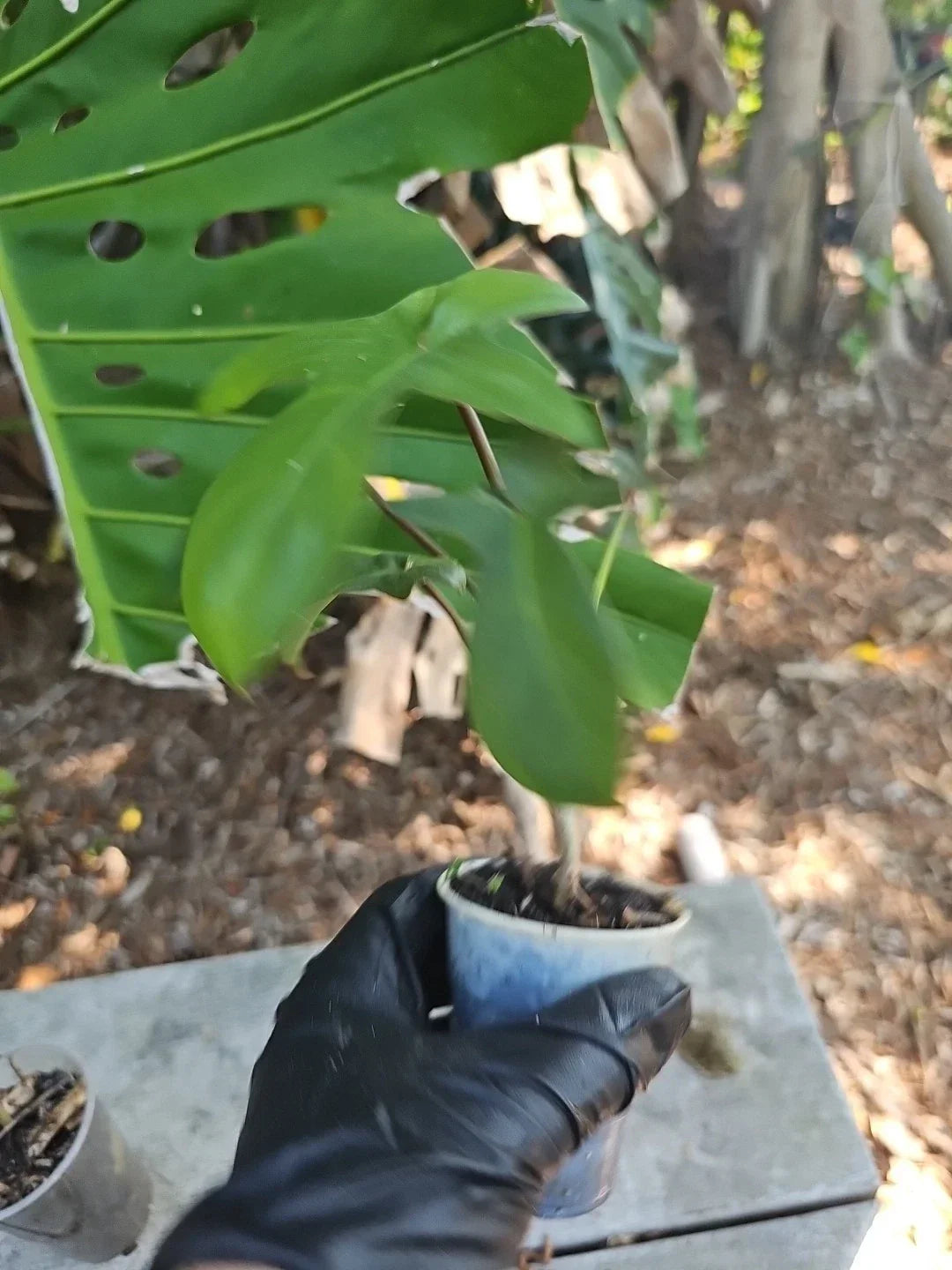 Philodendron Florida Red Stem 2.5" Pot - Easy Care Indoor Tropical Plant