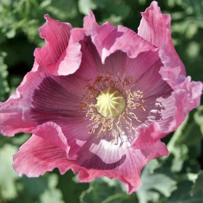 Giant Pink Poppy Seeds 500 Non-GMO Papaver somniferum for Gardening & Baking, Large Pink Blooms