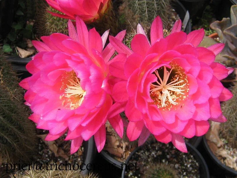 Trichocereus Grandiflorus Cactus with 5" Pink Flowers in 4.5" Pot - Drought-Tolerant Succulent