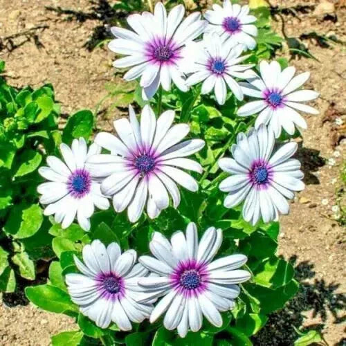 Cape Daisy Flower Seeds - 101 Pack - Drought Tolerant African Wildflower