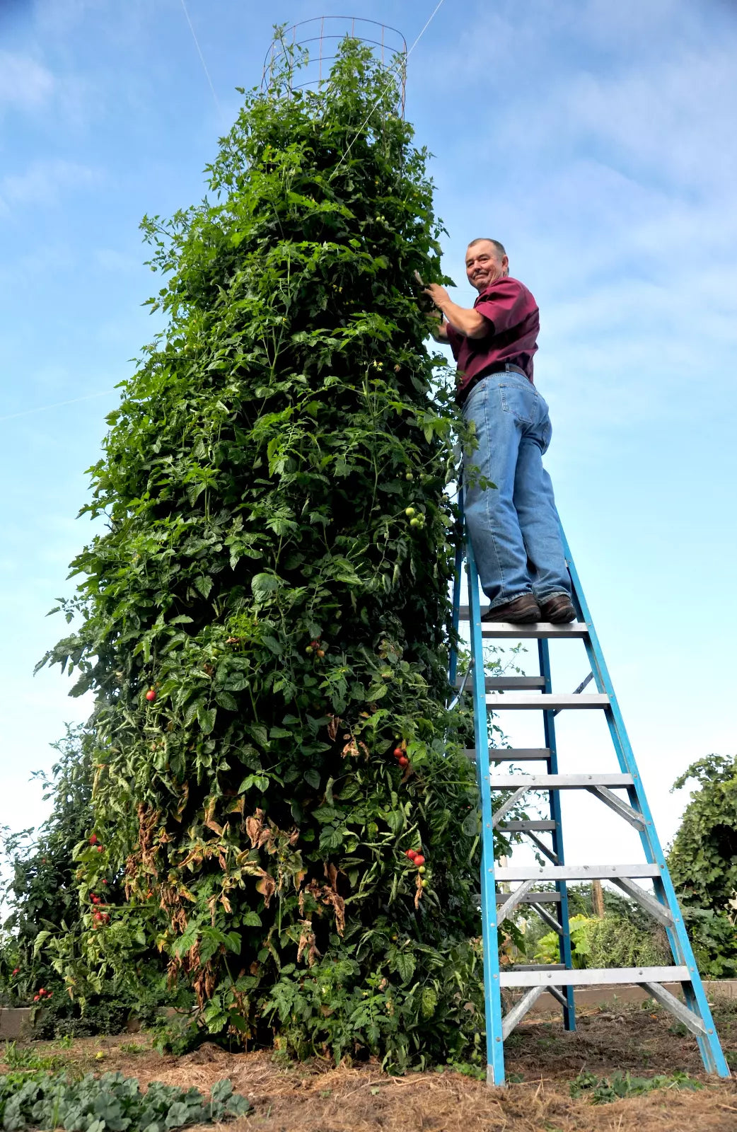 Trip L Crop Tomato Seeds - 30+ Rare Tomato Tree Seeds with 15 Foot Vines