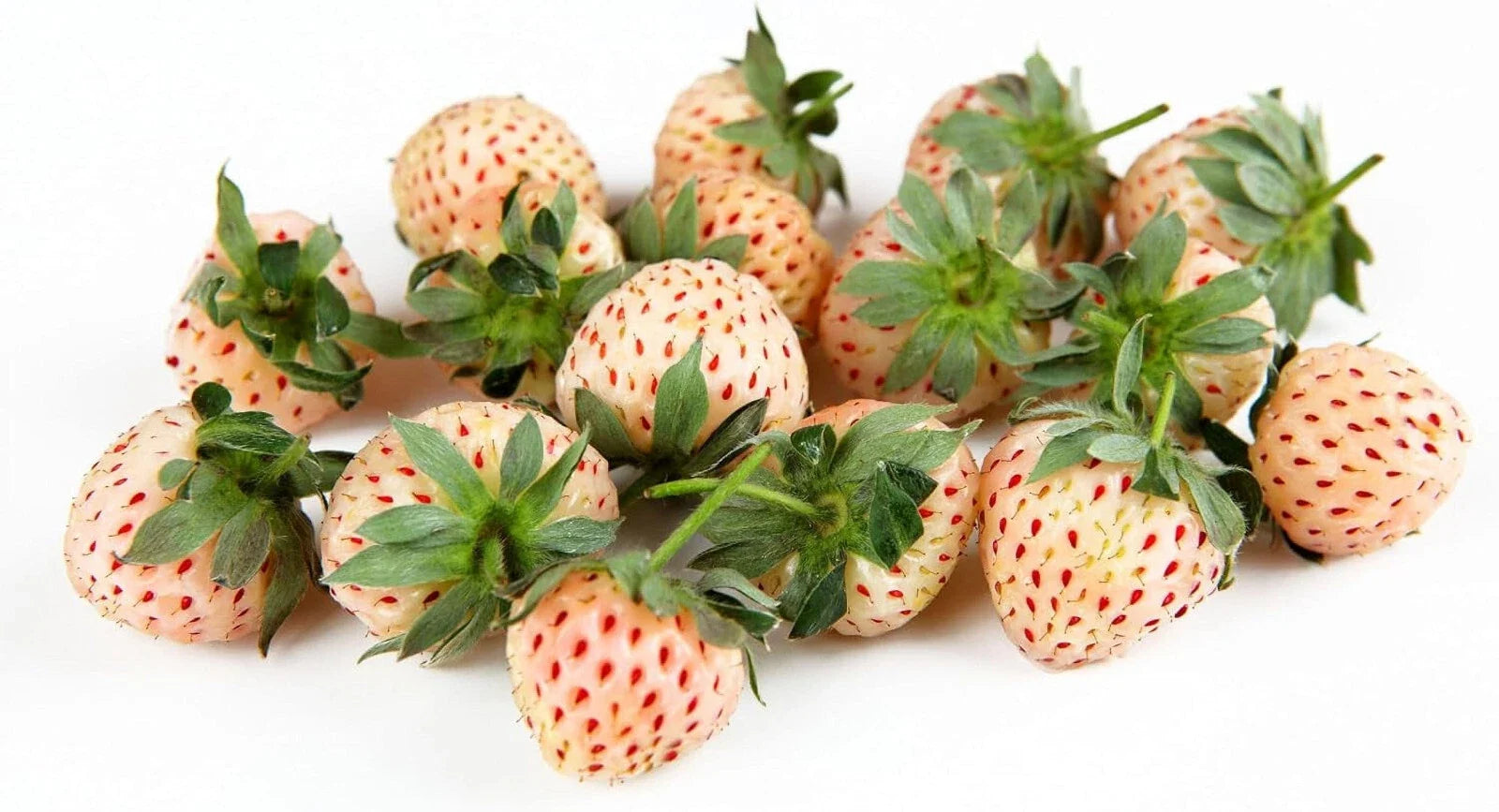 White Pineberry Strawberry Plant | Large Live Plug | Fragaria Ananassa 'Pineberry' | Unique White Skin & Juicy Flavor