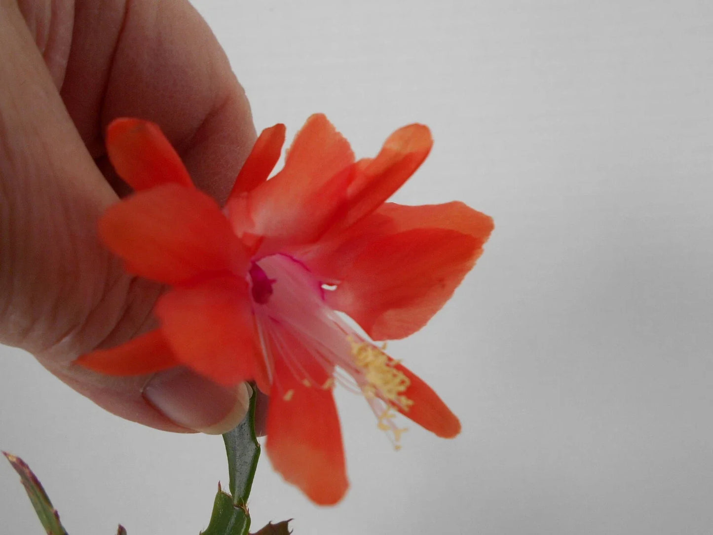 Schlumbergera Starter Plant - Thor Wild Orange - Christmas Cactus - Indoor Succulent - Easy Care, Bright Orange Blooms