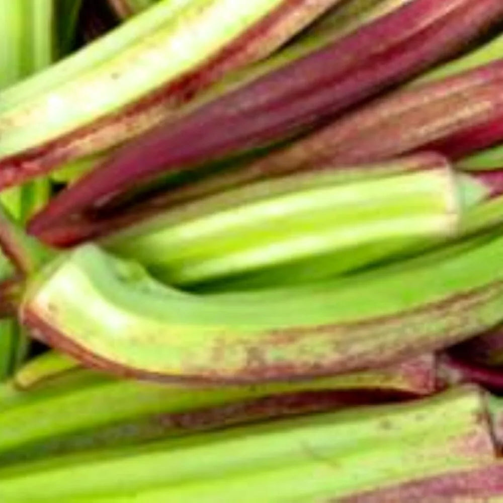 Hill Country Red Okra Seeds | NON-GMO Heirloom | Abelmoschus esculentus