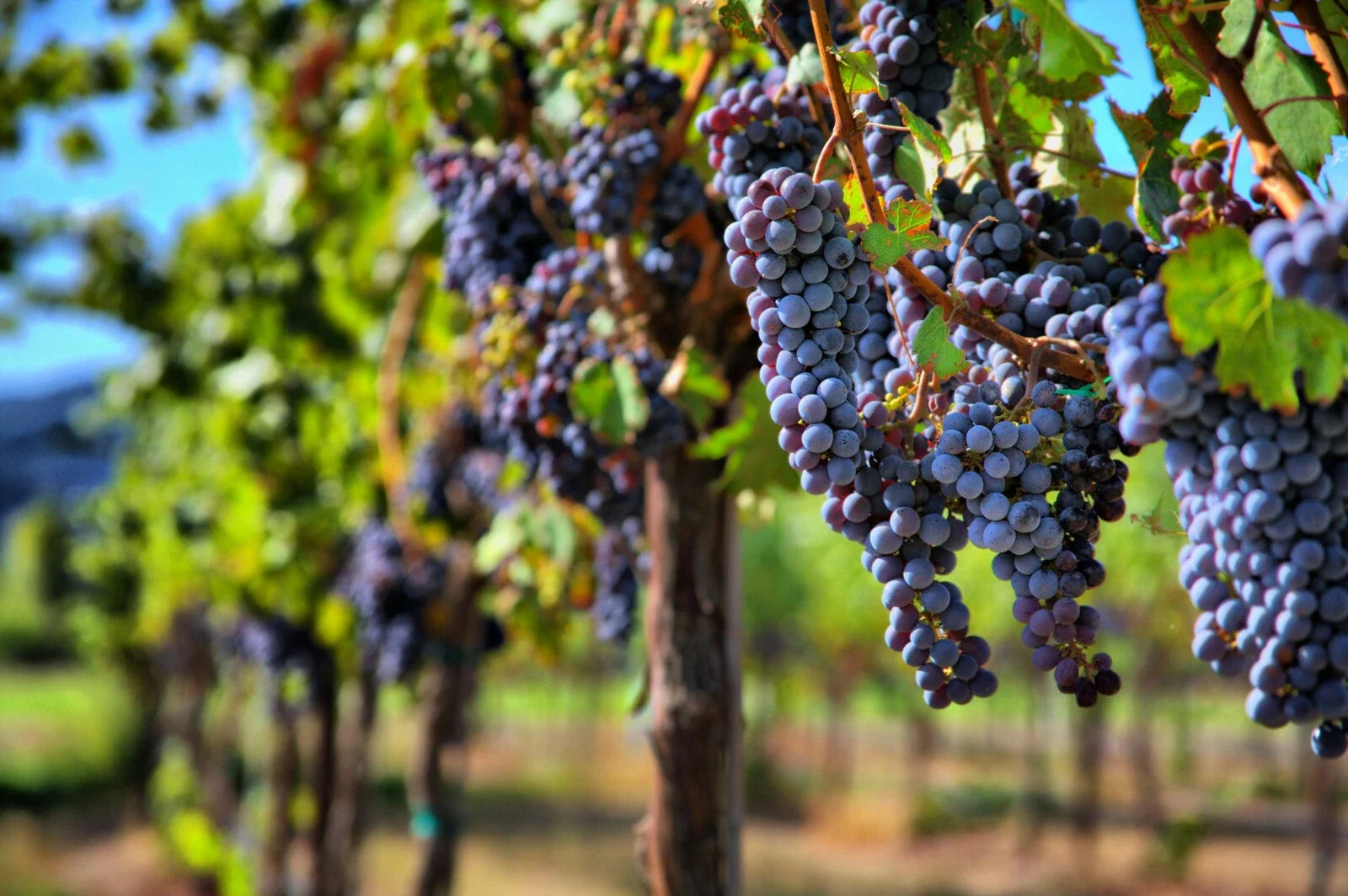 Grape Vine Seeds Pack of 30 | Vitis vinifera Fruit & Wine Grape Seeds for Planting | Home Garden, Climbing Vine
