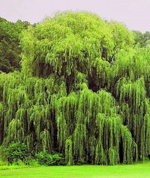 Weeping Willow Trees 4 Pack - Golden Foliage, Arching Canopy, Salix babylonica, Moist Soil, Fast-Growing, Landscape Plants