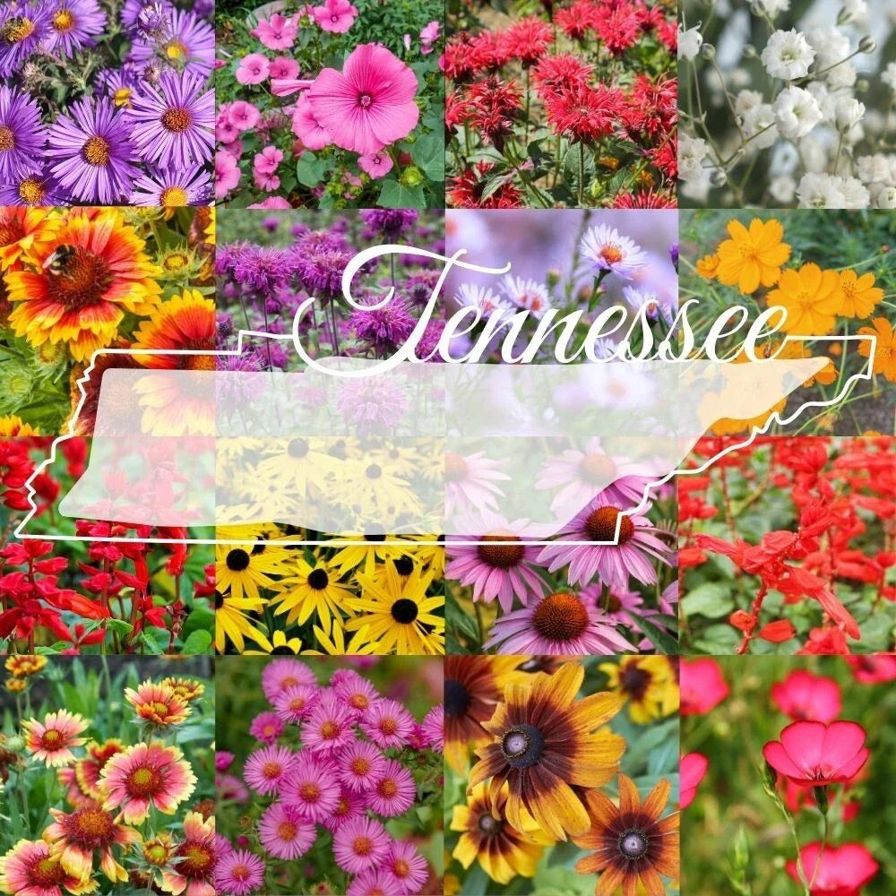 Tennessee Wildflower Seed Mix 1lb Bulk - Native Colorful Blooms Covering 2,000 sq ft