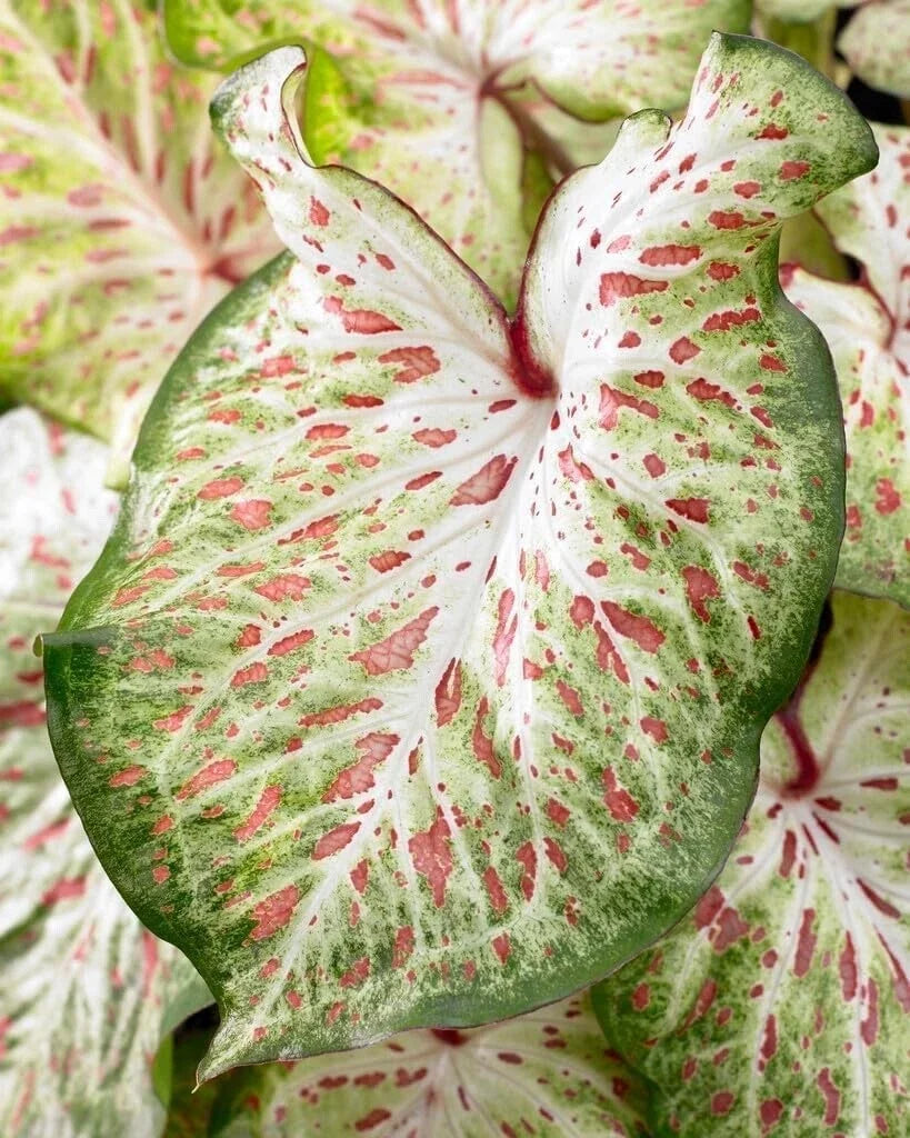 Caladium Bulbs Gingerland Variety with Colorful Tropical Foliage - Caladium bicolor