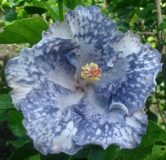 Silver White Hibiscus Seeds - Perennial Flower Seeds - Hibiscus rosa-sinensis - 20 Pack for Garden, Landscape, Pollinator Attracting