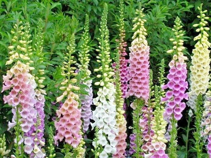 Foxglove Seeds - Wildflower Mix for Shade Gardens, Containers, Cut Flowers - Digitalis purpurea, 2501+ Seeds
