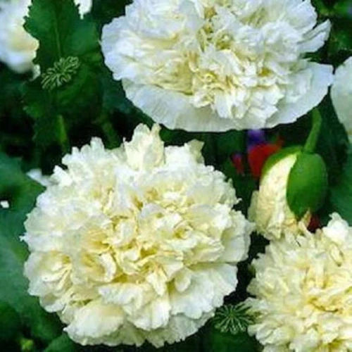105 Seeds Cream Peony Poppy - Papaver paeoniflorum Non-GMO Flower Seeds