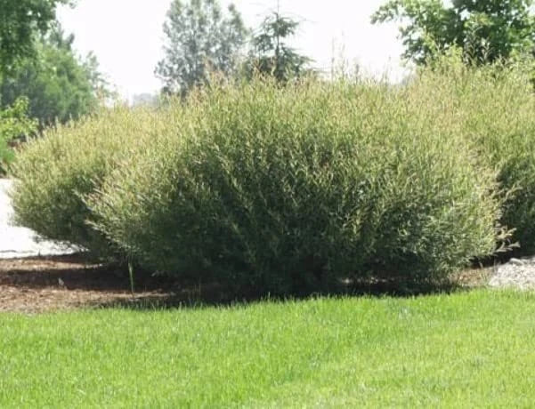 Willow Bush Cuttings - Salix purpurea, Low Growing Privacy Hedge, Hardy Shrub