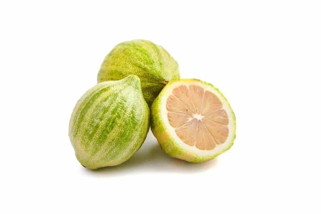 Variegated Pink Lemon Seeds - 5+ Pack Citrus limon - USA Fast Shipping