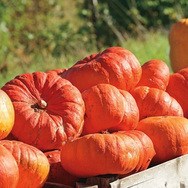 Cinderella Pumpkin Seeds - Heirloom Rouge Vif D'Etampes Organic Gardening Non-GMO Pack of 15 Seeds