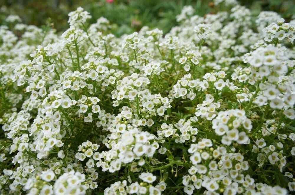 Sweet Alyssum Flower Seeds 2000+ Lobularia maritima Annual Fragrant White Carpet Seeds for Borders & Containers