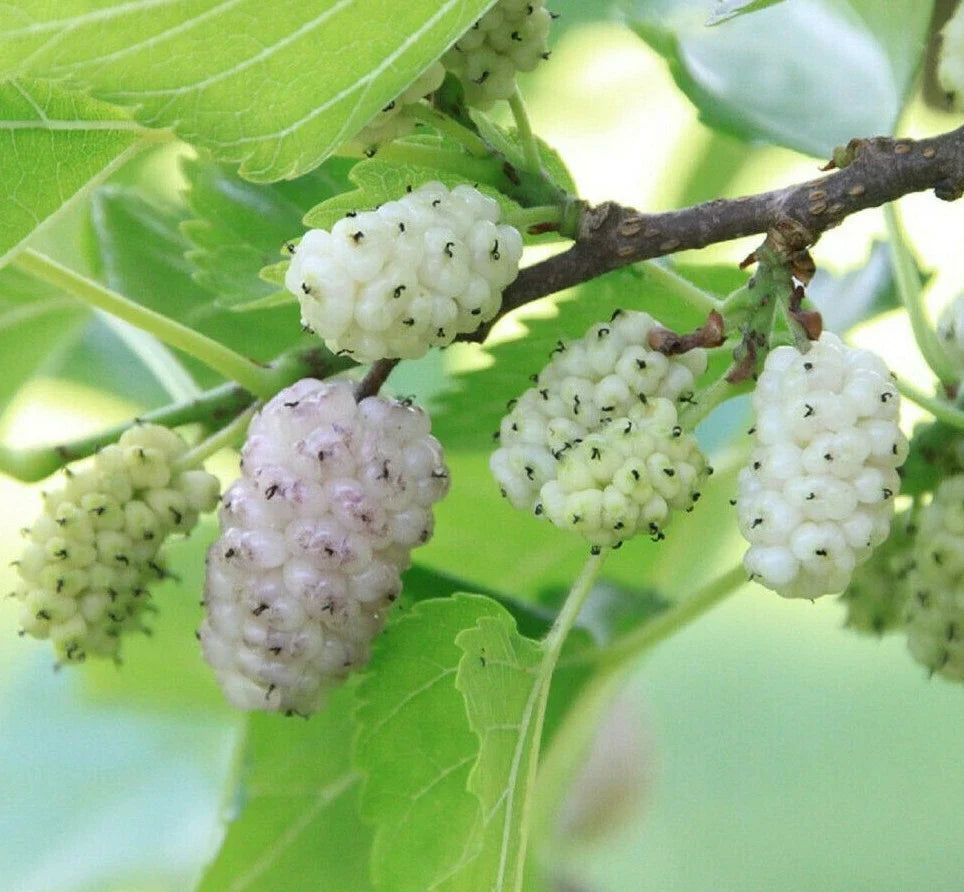 White Mulberry Tree Seeds - 50+ Morus alba, Edible Sweet Fruit, Gardening, Orchard, Landscaping, USA Seller