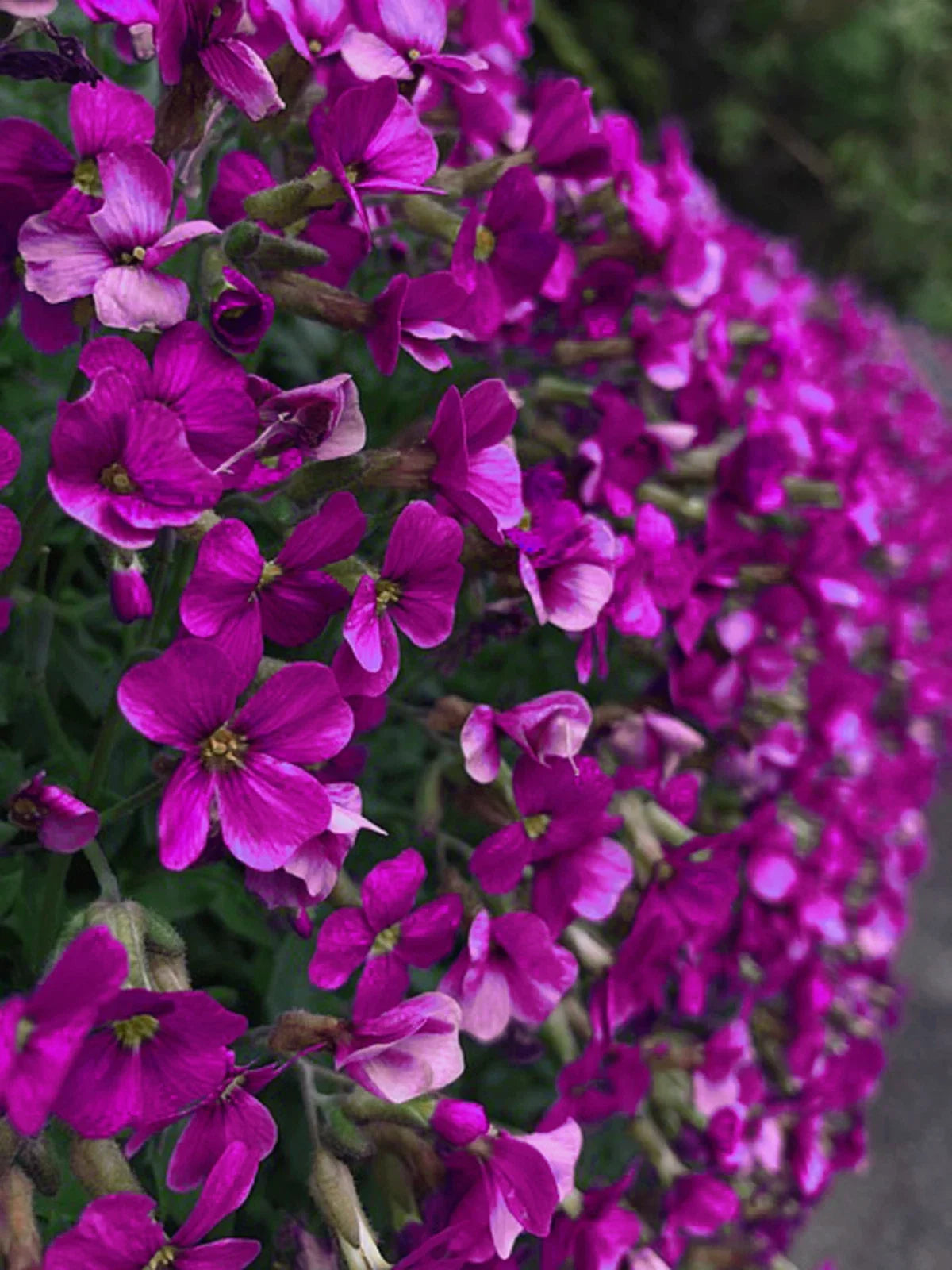 Rock Cress Seeds - 150 Count Aubrieta deltoidea Perennial Ground Cover for Borders & Rock Gardens