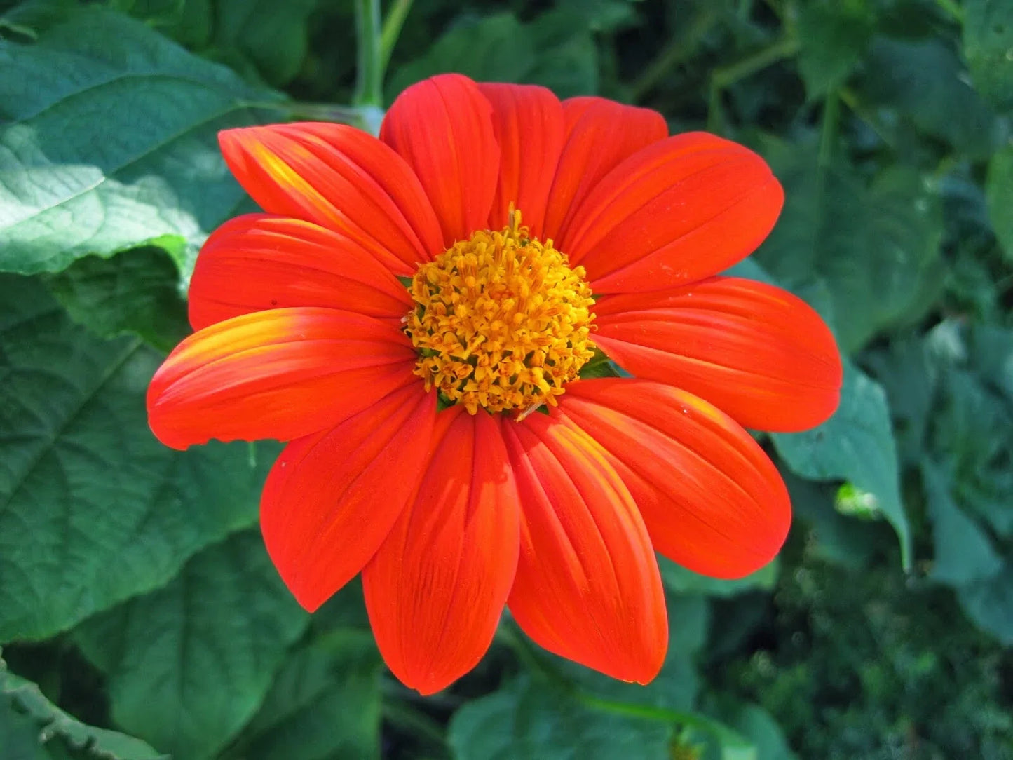 Mexican Sunflower Seeds Pack | Tithonia rotundifolia | Bright Orange & Yellow Blooms | Drought-Tolerant Annual Seed