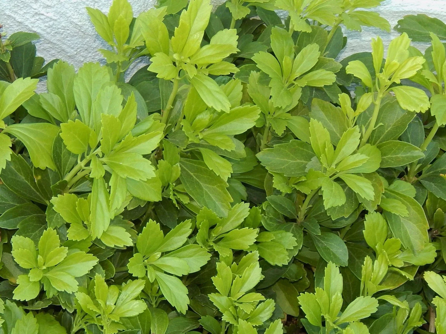 Organic Pachysandra Ground Cover Plants – 100 Pack, Evergreen Shade Tolerant, Pachysandra terminalis, Dense Green Carpet