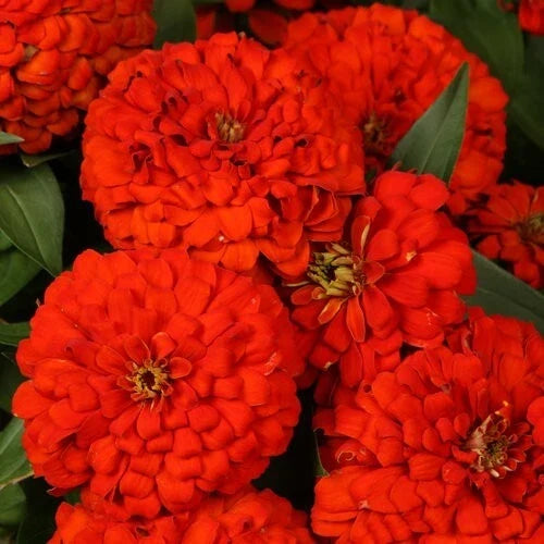 Zinnia Seeds - 100+ Magellan Scarlet Variety for Garden Planting - Zinnia elegans - Vibrant Red Blooms, Attracts Pollinators