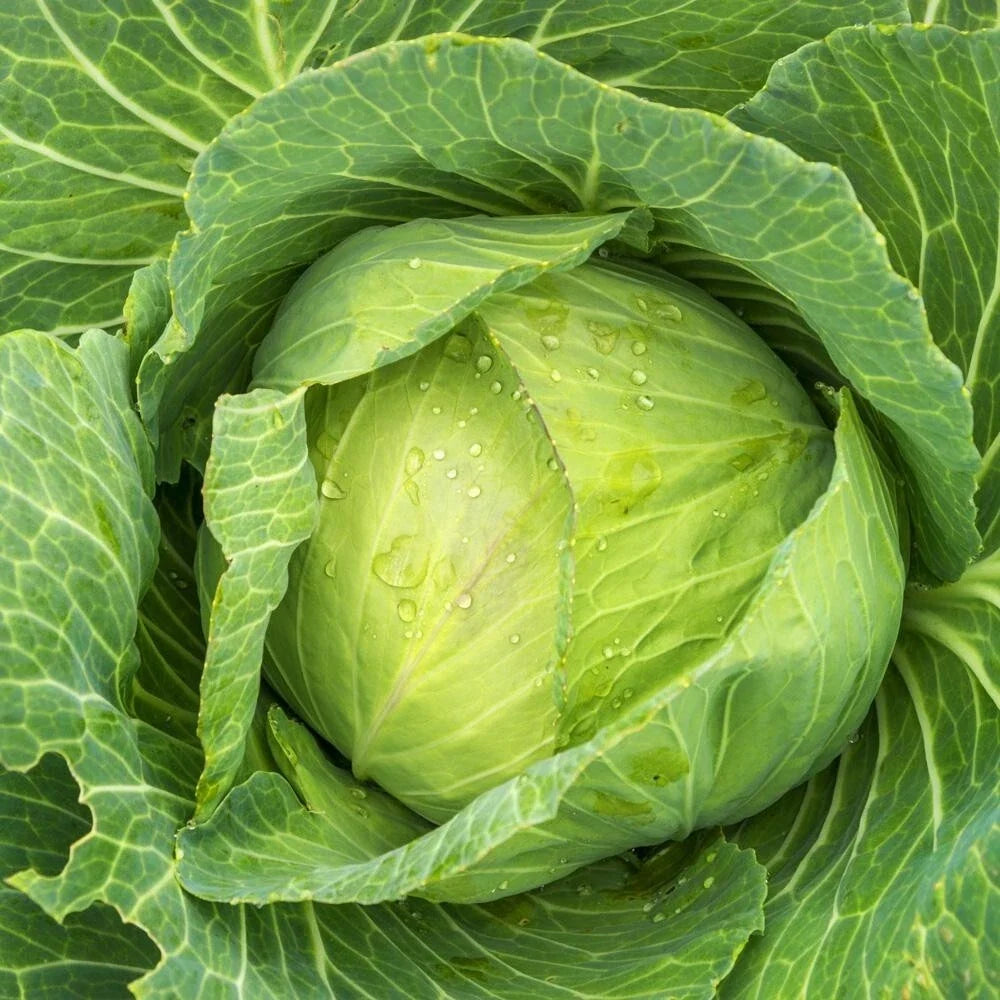 Golden Acre Green Cabbage Seeds – 800+ Non-GMO Brassica oleracea var. capitata for Home Gardening, Compact Heads, Organic, Heirloom