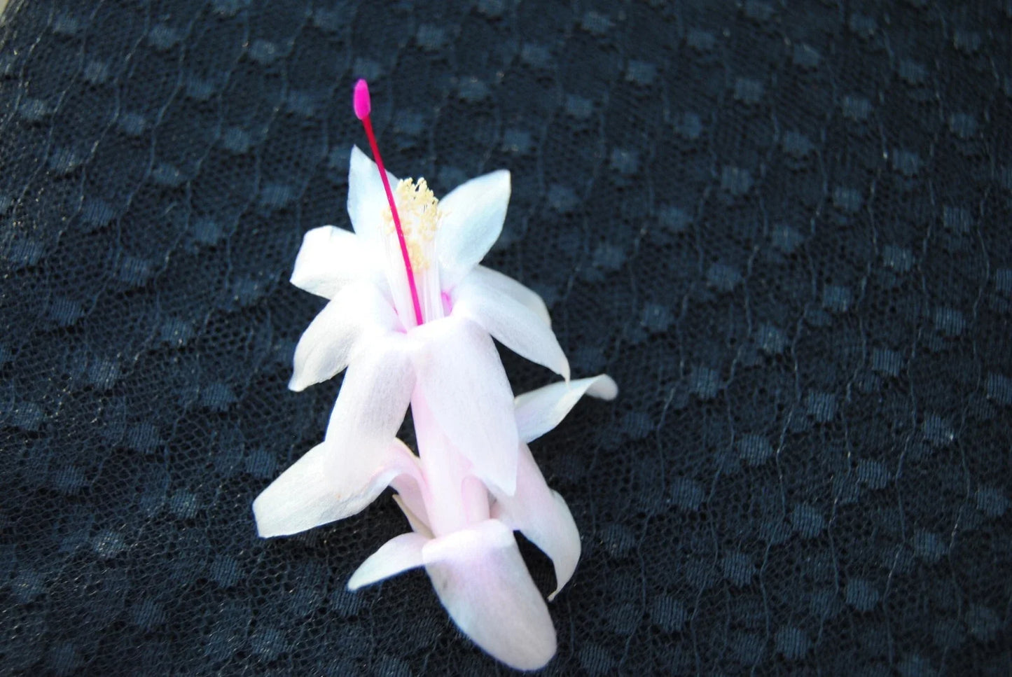Christmas Cactus Starter Plant - Small Schlumbergera truncata - Well-Rooted Succulent for Indoor Decor