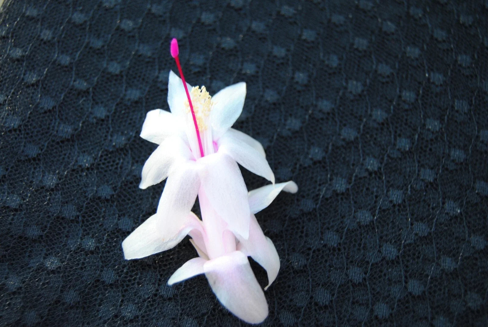 Christmas Cactus Starter Plant - Small Schlumbergera truncata - Well-Rooted Succulent for Indoor Decor