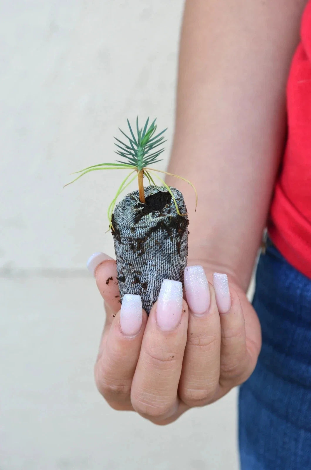 Pinyon Pine Tree Starter Plugs - Pinus edulis Drought-Tolerant Evergreen Seedlings for Landscaping and Reforestation
