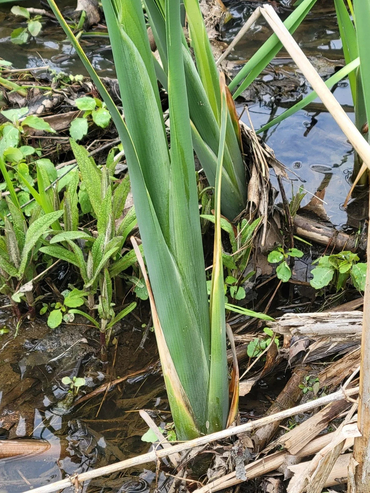 Live Cattail Plants 18-20" with Roots for Ponds and Bogs | Typha spp. Water Garden Aquatic Plant