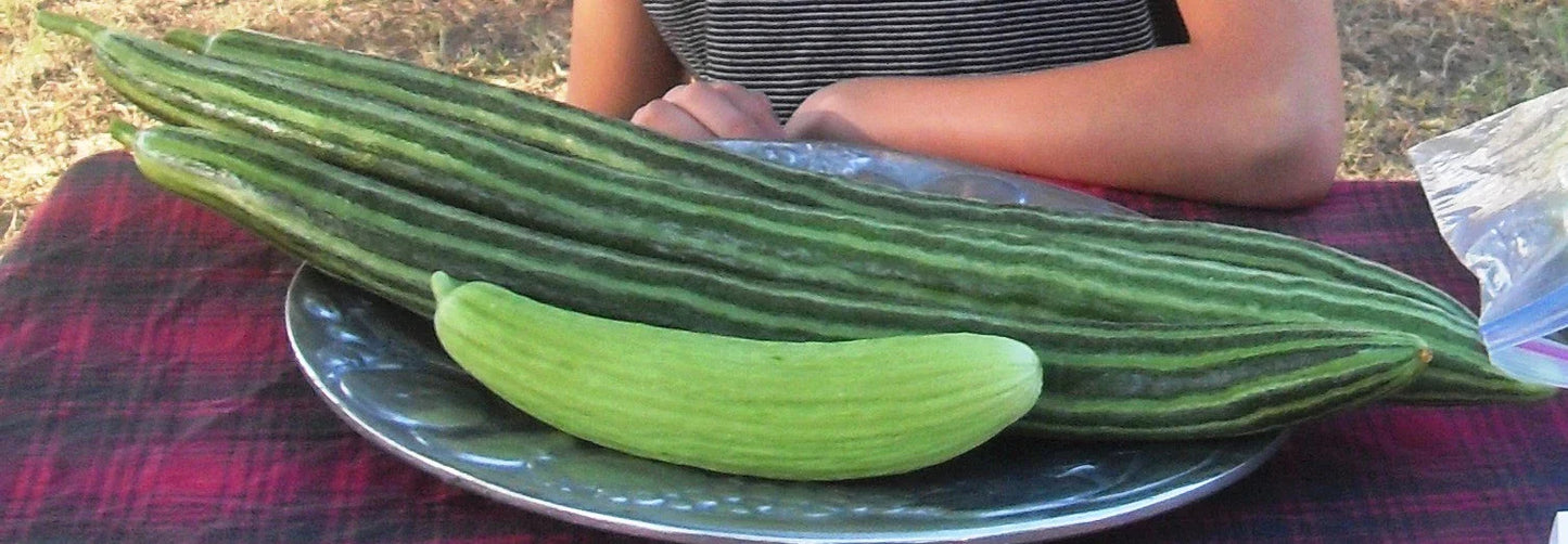 Painted Serpent Cucumber Seeds - 100+ Organic Heirloom Non-GMO Cucumis sativus